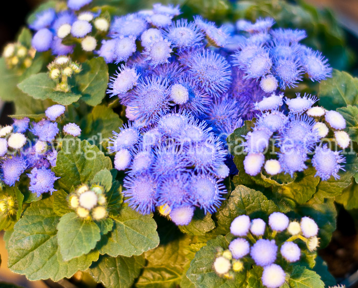 PGC-A-Ageratum-Blue-Hawaii-0514-1