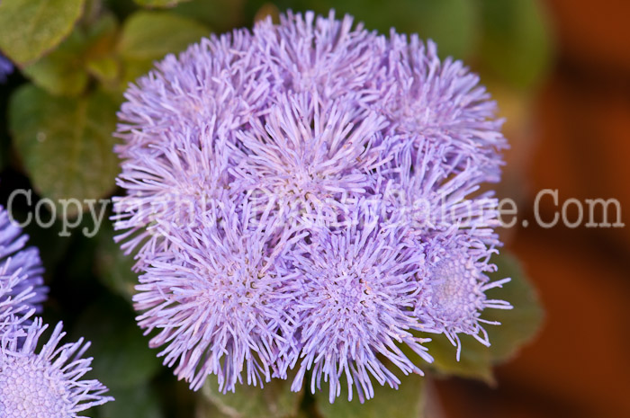 PGC-A-Ageratum-Blue-Hawaii-0514j-1