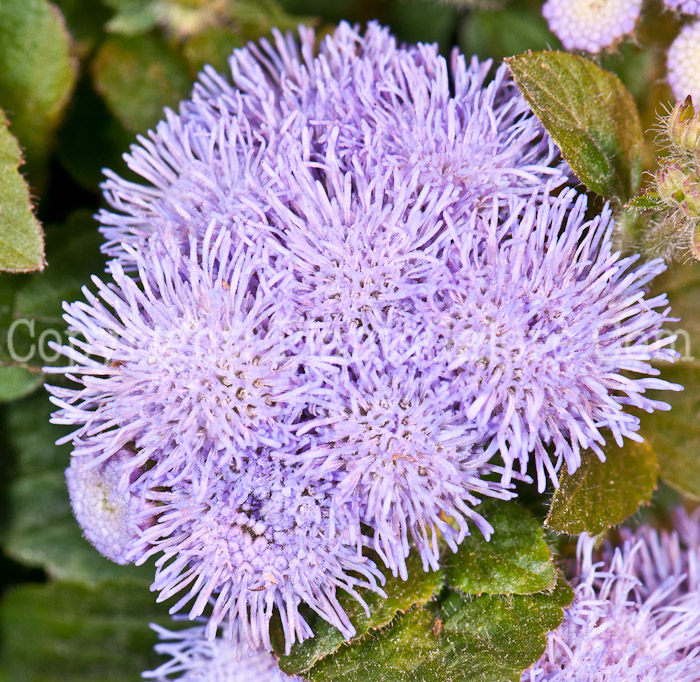 PGC-A-Ageratum-Blue-Hawaii-0514j-2