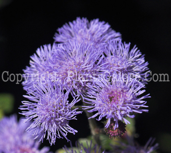 PGC-A-Ageratum-Patina-Blue-2010-001