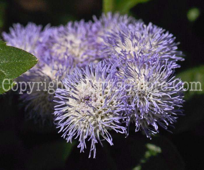 PGC-A-Ageratum-Patina-Delft-2010-001