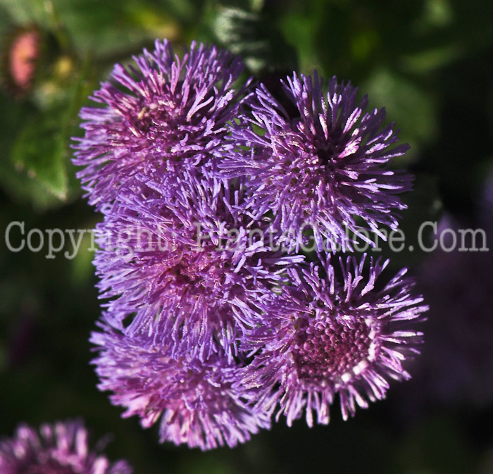 PGC-A-Ageratum-Patina-Purple-2010-001