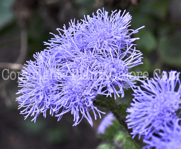 PGC-A-Ageratum-houstonianum-aka-Mexican-Ageratum-1013p-1