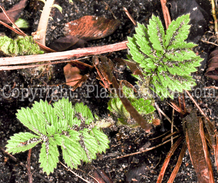 PGC-P-Agrimonia-gryposepala-aka-Agrimony-0413-2