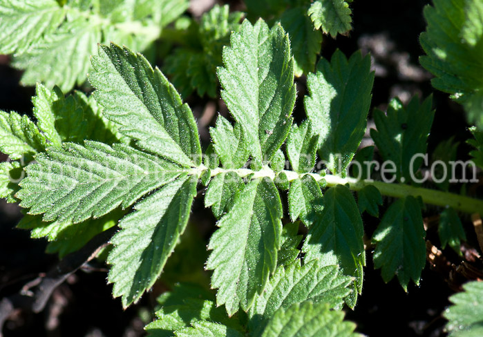 PGC-P-Agrimonia-gryposepala-aka-Agrimony-0514-1-2