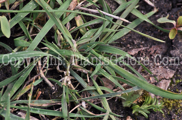 PGC-G-Agropyron-repens-aka-Quack-Grass-04-2012-2