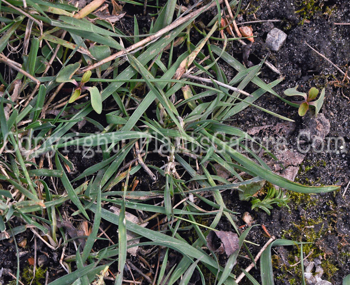 PGC-G-Agropyron-repens-aka-Quack-Grass-2012-1