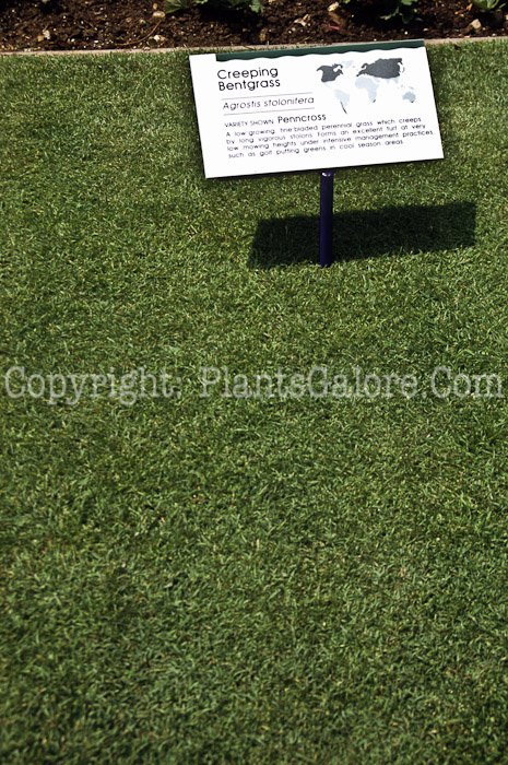 PGC-G-Agrostis-stolonifera-aka-Creeping-Bentgrass-1