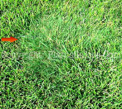 PGC-G-Agrostis-stolonifera-aka-Creeping-Bentgrass-2