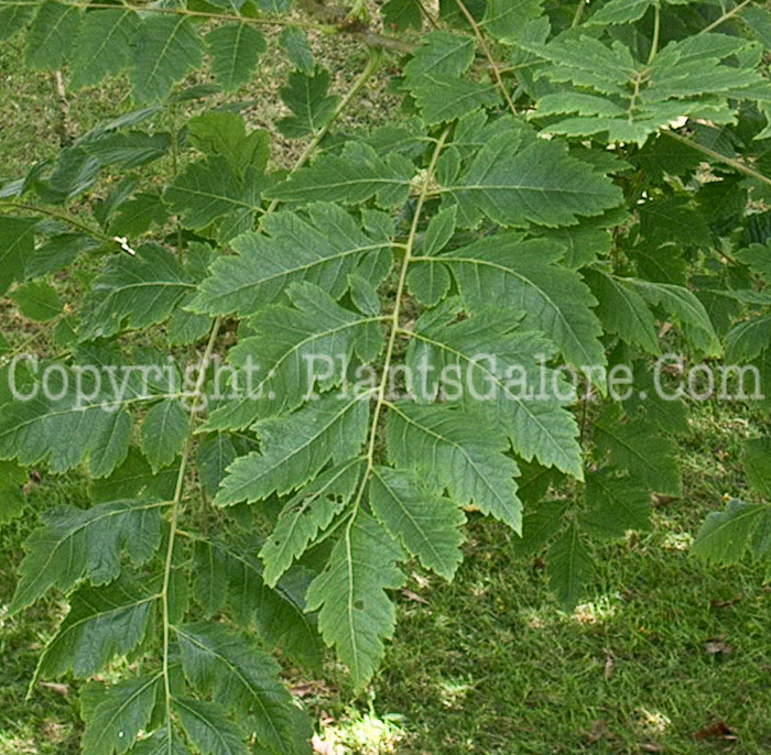 PGC-T-Ailanthus-altissima-aka-Tree-of-Heaven-10