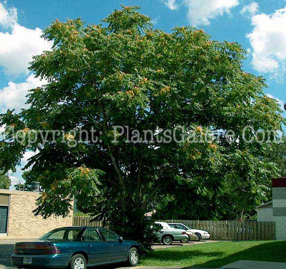 PGC-T-Ailanthus-altissima-aka-Tree-of-Heaven-9