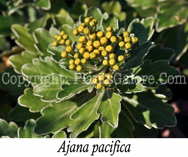 PGC-P-Ajania-pacifica-aka-Gold-and-Silver-2