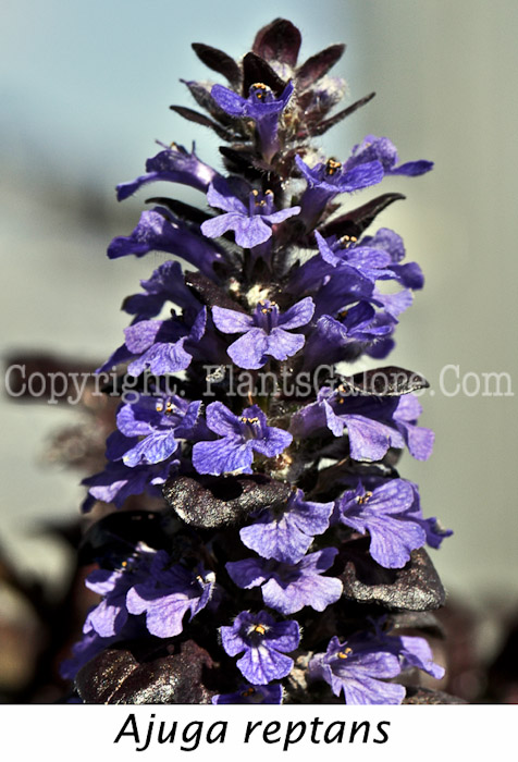 PGC-P-Ajuga-reptans-Black-Scallop-7-Edit