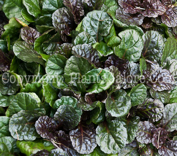 PGC-P-Ajuga-reptans-Black-Scallops-0714-1