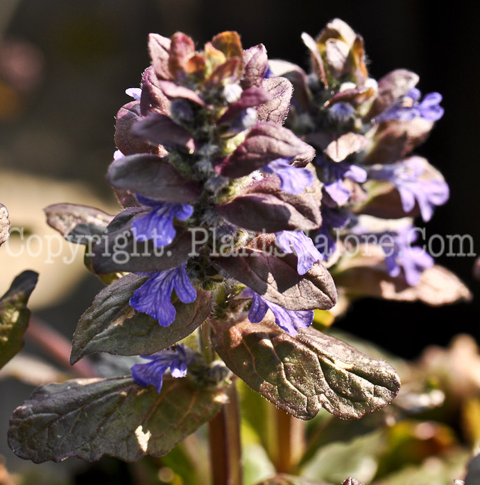 PGC-P-Ajuga-reptans-Bronze-Beauty-2