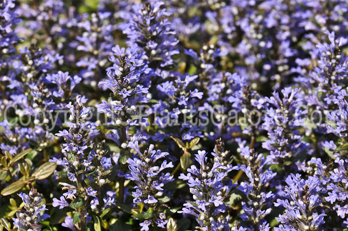 PGC-P-Ajuga-reptans-Bronze-Beauty-3