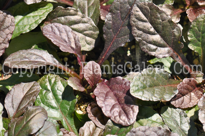 PGC-P-Ajuga-reptans-Bronze-Beauty-4