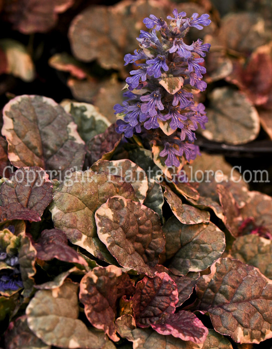 PGC-P-Ajuga-reptans-Burgundy-Glow-1