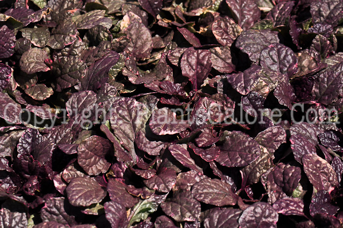 PGC-P-Ajuga-reptans-Burgundy-Glow-3