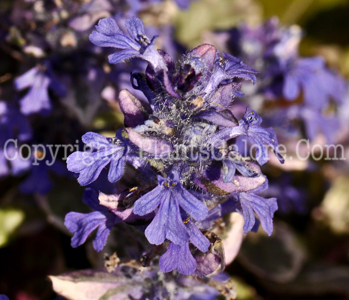 PGC-P-Ajuga-reptans-Burgundy-Glow-6