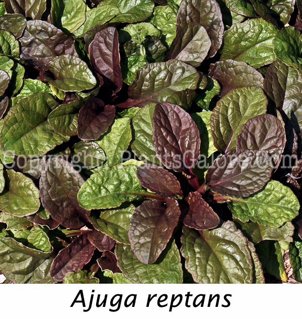 PGC-P-Ajuga-reptans-Catlins-Giant-1-Edit