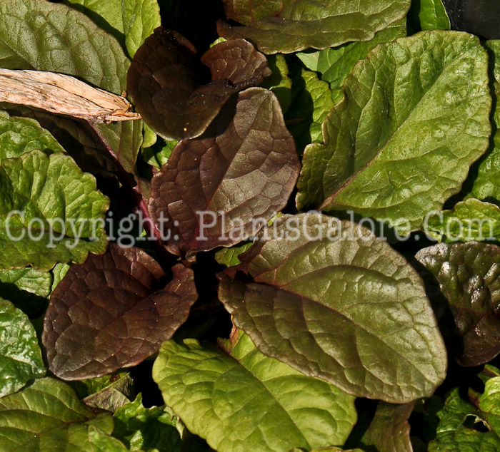 PGC-P-Ajuga-reptans-Catlins-Giant-2