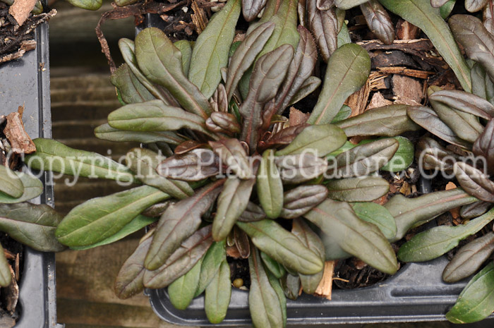 PGC-P-Ajuga-reptans-Chocolate-Chip-4