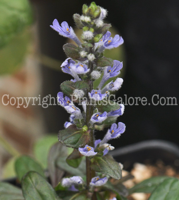 PGC-P-Ajuga-reptans-Chocolate-Chip-5