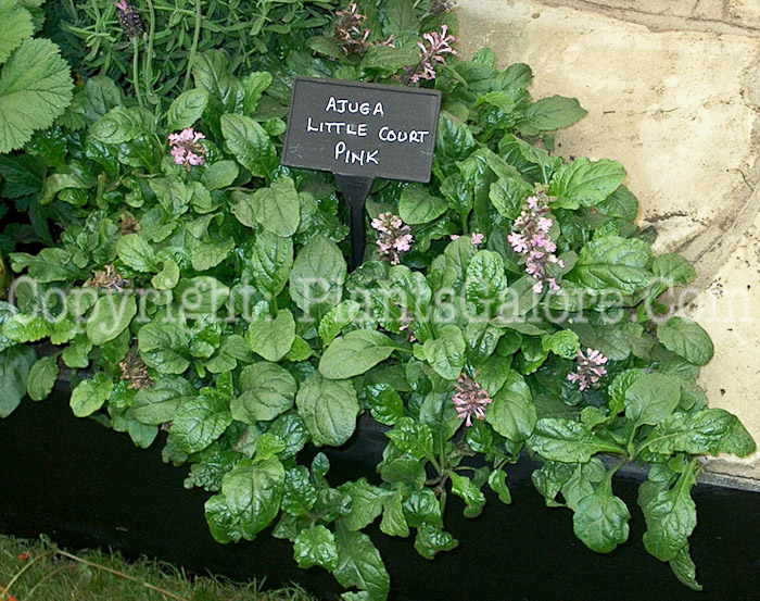 PGC-P-Ajuga-reptans-Little-Court-Pink-2010