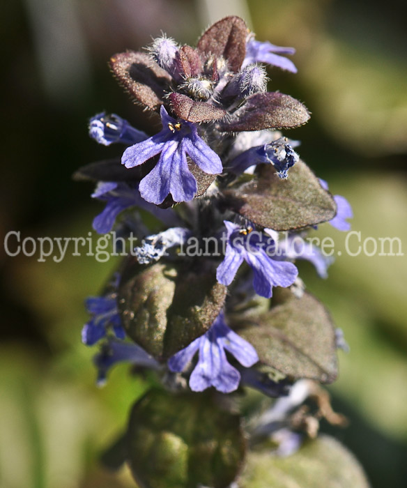 PGC-P-Ajuga-reptans-Lucia-Dark-Blue-2010-0002