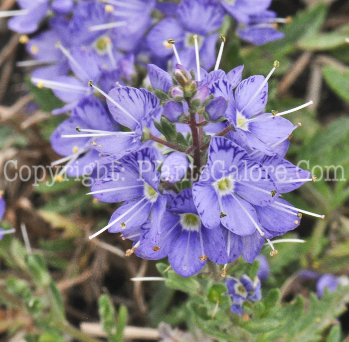 PGC-P-Ajuga-reptans-Royalty-1