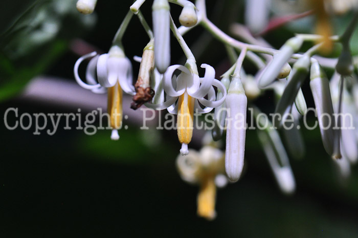 PGC-T-Alangium-platanifolium-aka-Alangium-A-2