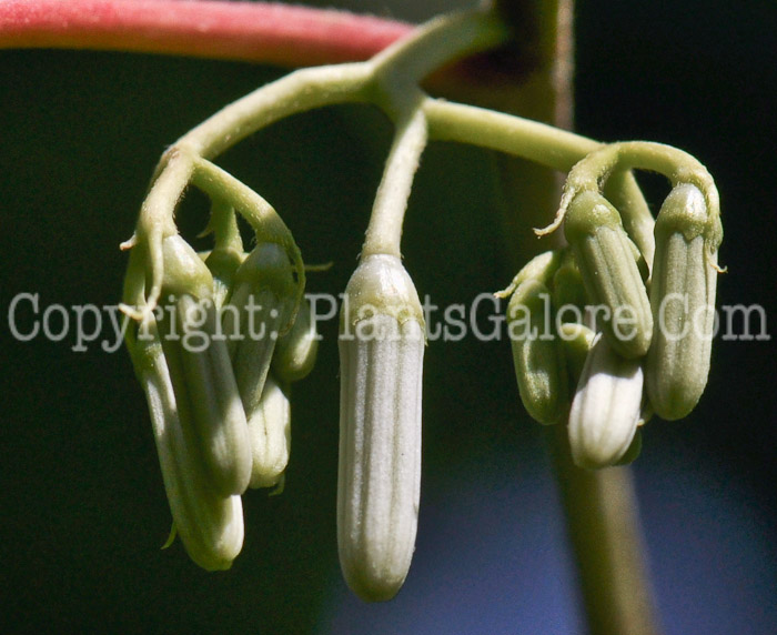 PGC-T-Alangium-platanifolium-aka-Alangium-A-3