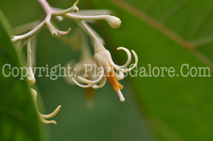PGC-T-Alangium-platanifolium-aka-Alangium-A-5