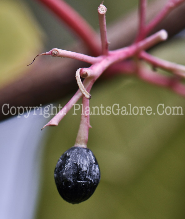 PGC-T-Alangium-platanifolium-aka-Alangium-fruit