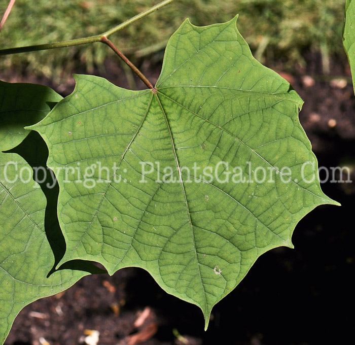 PGC-T-Alangium-platanifolium-aka-Alangium-leaves-1