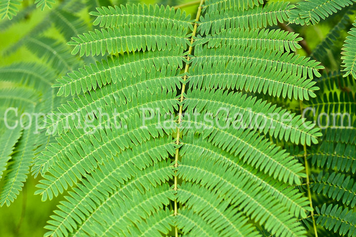 PGC-T-Albizia-julibrissin-aka-Silk-Tree-0913a-2