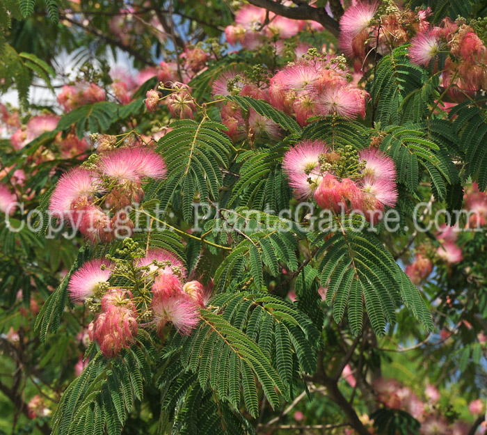 PGC-T-Albizia-julibrissin-aka-Silk-Tree-A-1