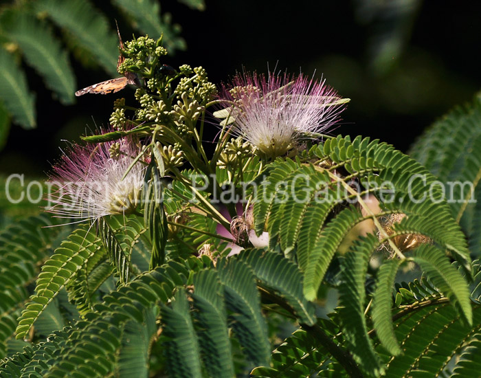 PGC-T-Albizia-julibrissin-aka-Silk-Tree-A-2