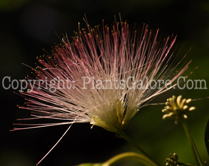 PGC-T-Albizia-julibrissin-aka-Silk-Tree-A-3