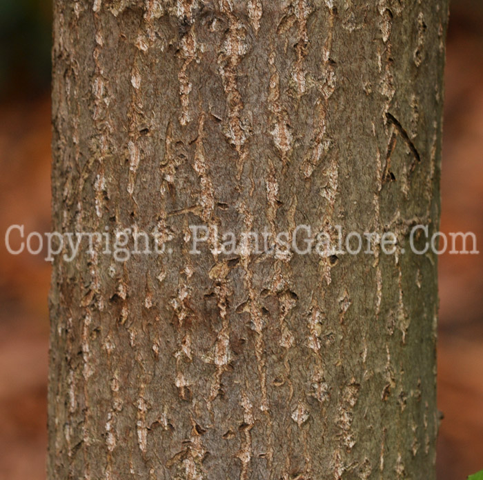 PGC-T-Albizia-julibrissin-aka-Silk-Tree-B-2