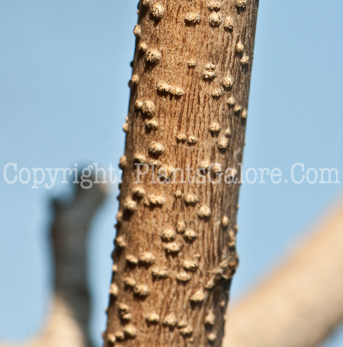 PGC-T-Albizia-julibrissin-aka-Silk-Tree-B-3