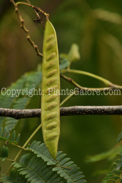 PGC-T-Albizia-julibrissin-aka-Silk-Tree-C-1