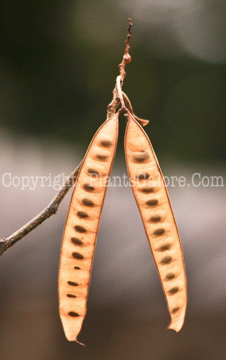 PGC-T-Albizia-julibrissin-aka-Silk-Tree-C-2