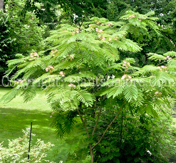 PGC-T-Albizia-julibrissin-aka-Silk-Tree-D-1