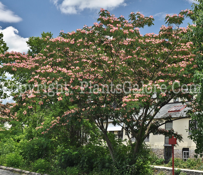 PGC-T-Albizia-julibrissin-aka-Silk-Tree-D-2