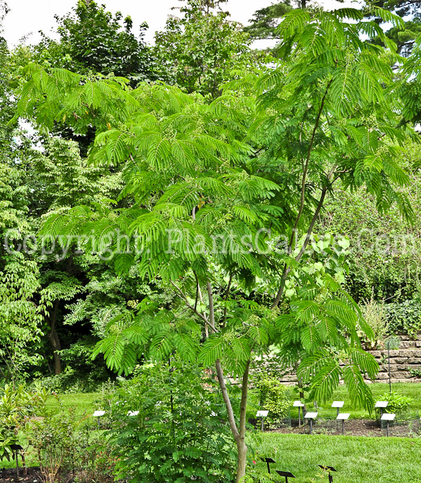 PGC-T-Albizia-julibrissin-aka-Silk-Tree-D-3