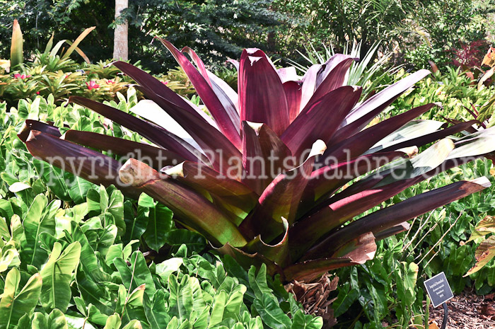 PGC-P-Alcantarea-imperialis-aka-Imperial-Bromeliad-2013-2