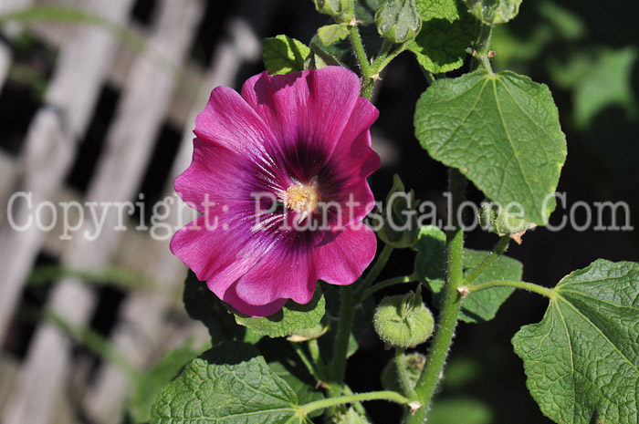 PGC-P-Alcea-rosea-Cerise-series-Halo-813d-1