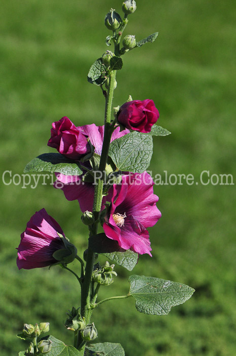 PGC-P-Alcea-rosea-Cerise-series-Halo-813d-2